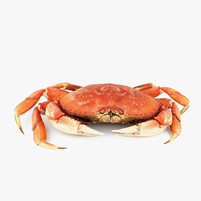 A Sea crab