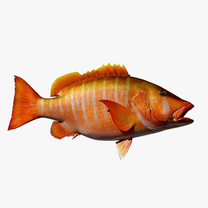 Golden Carp